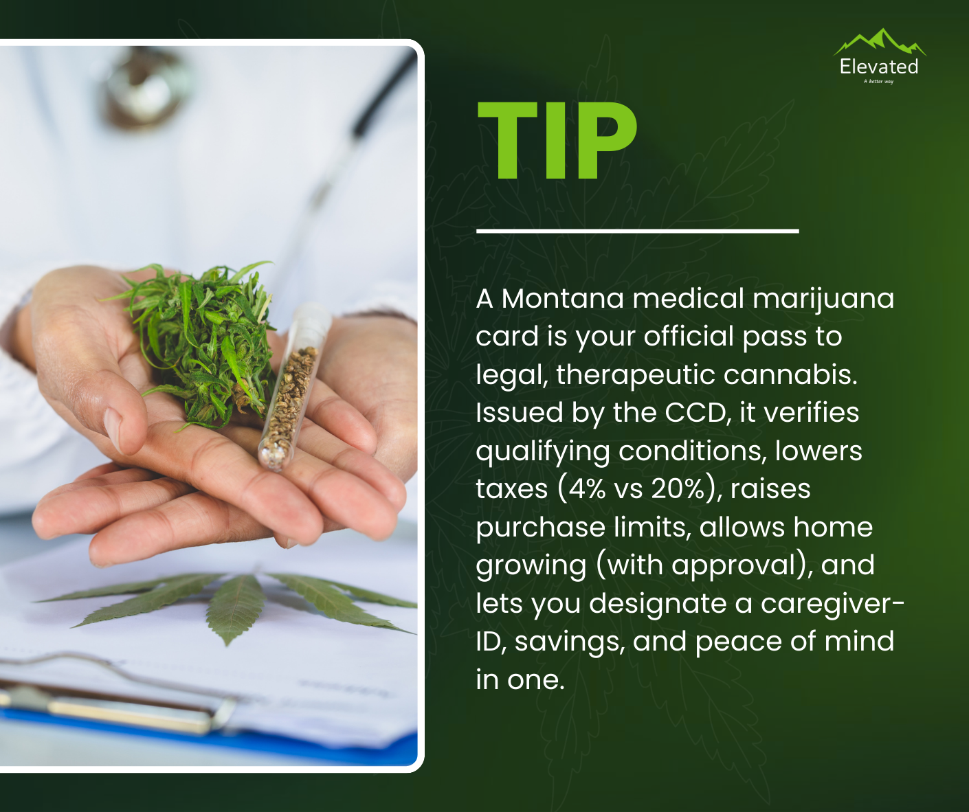doctor holding cannabis and seeds. 