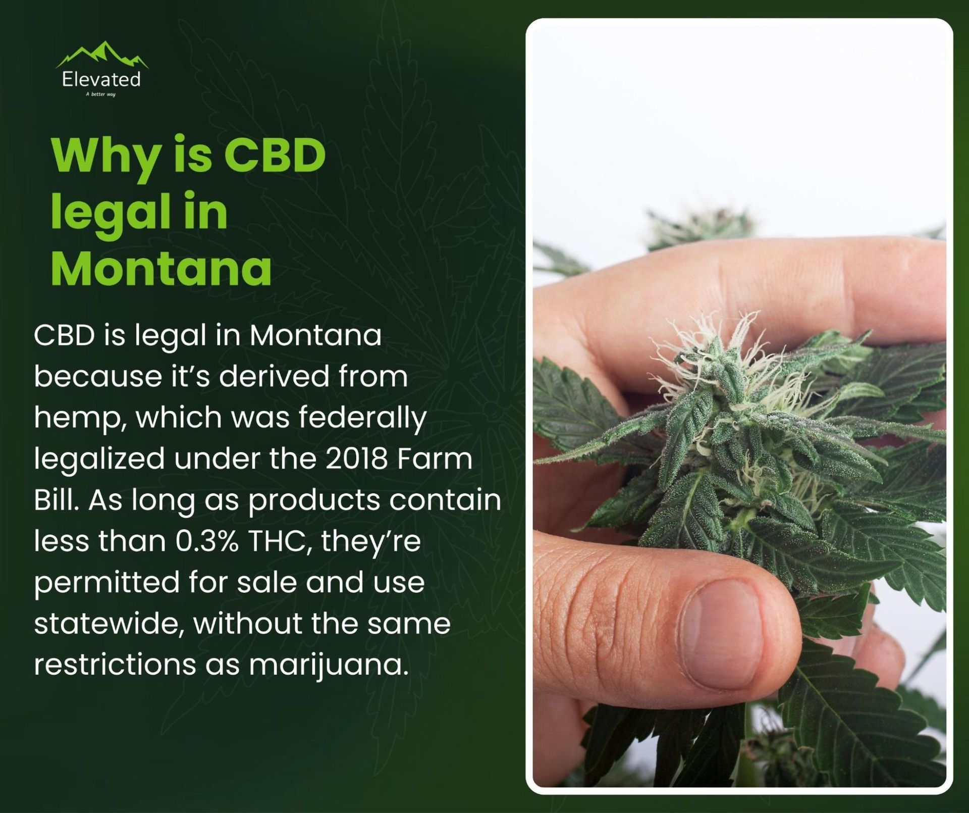 Text explains why CBD is legal in Montana: it's derived from hemp, federally legalized with less than 0.3% THC.