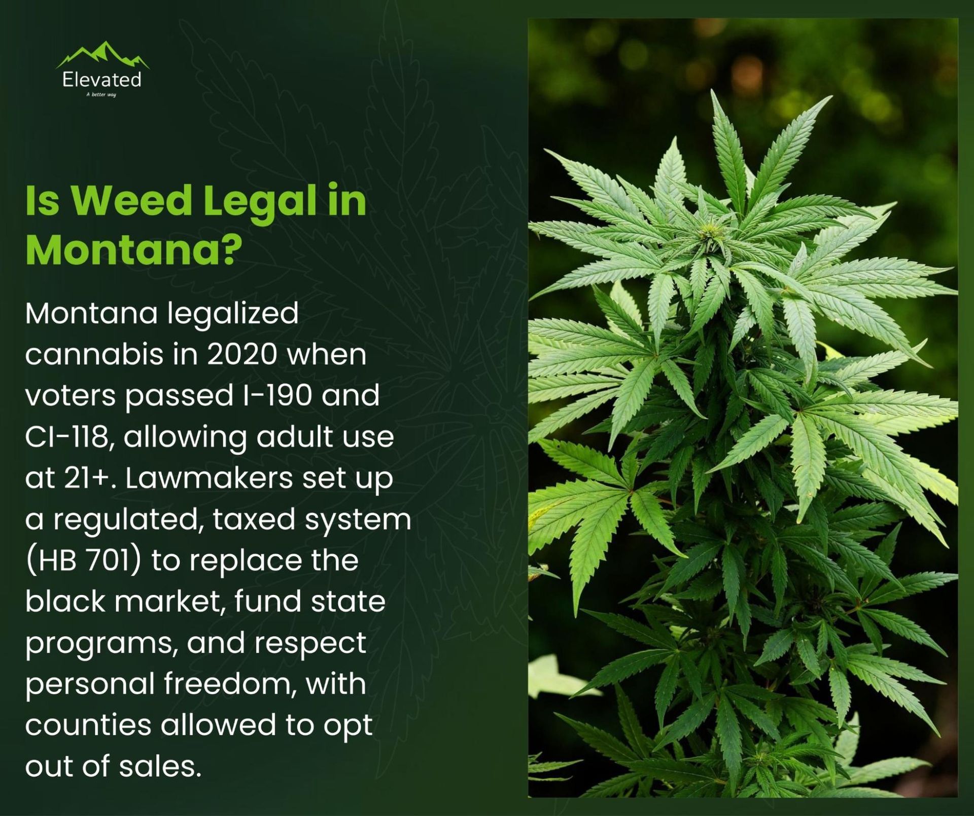 Text on marijuana legality in Montana next to a cannabis plant.