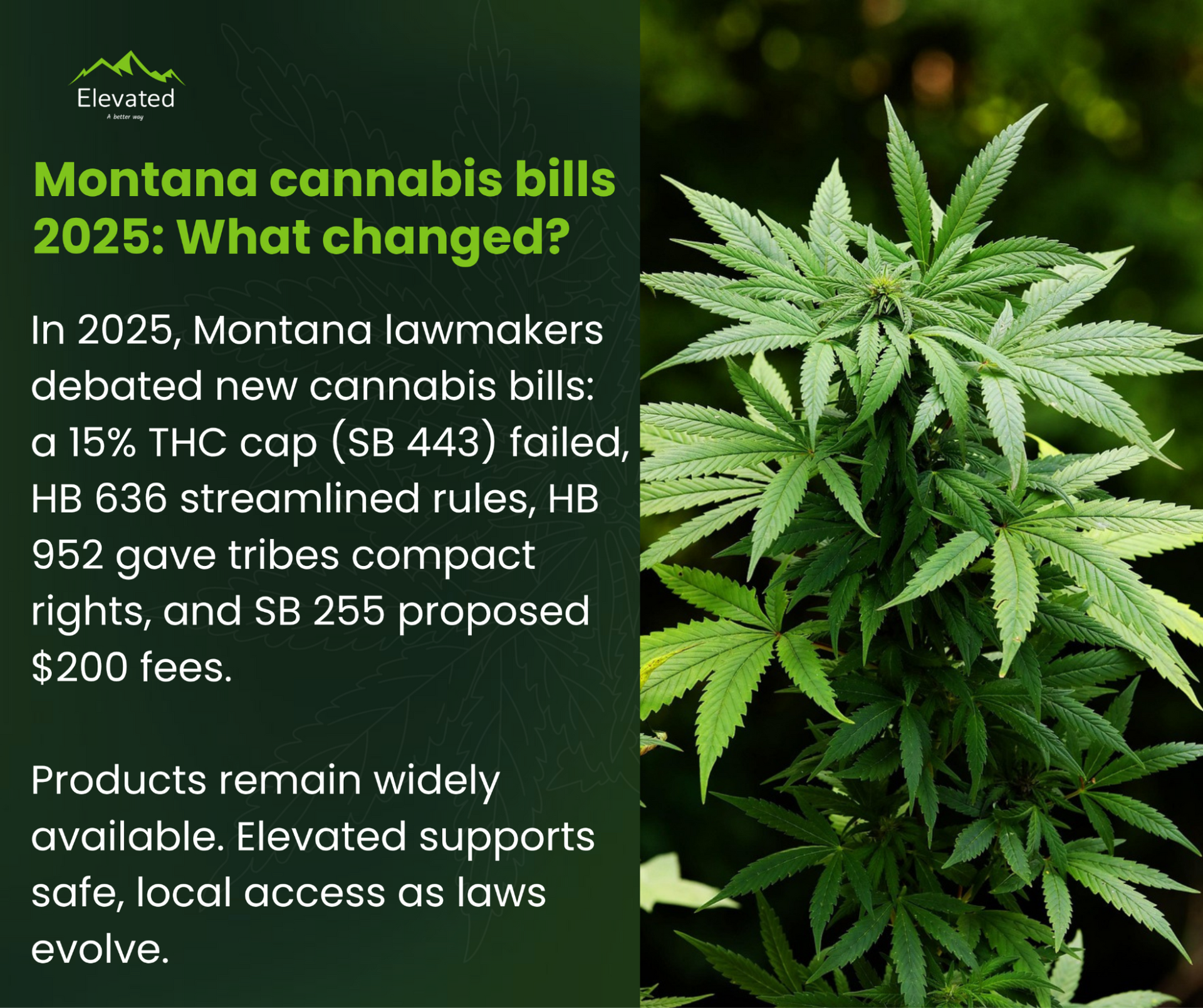 Text states Montana cannabis bill changes in 2025, next to a cannabis plant.