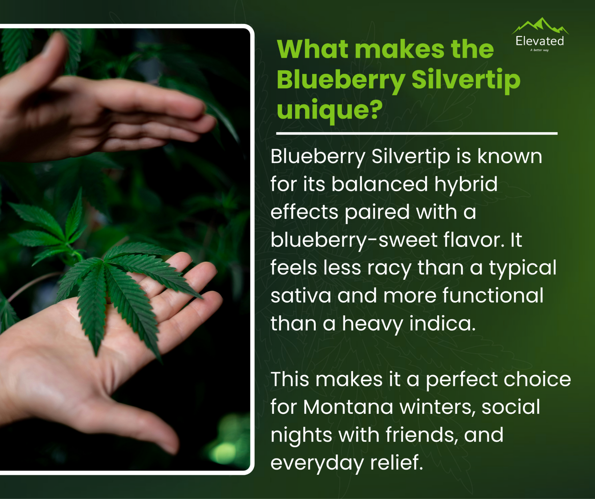 Hands holding cannabis leaves, text describing Blueberry Silvertip strain: balanced hybrid, blueberry-sweet flavor, good for Montana winters.