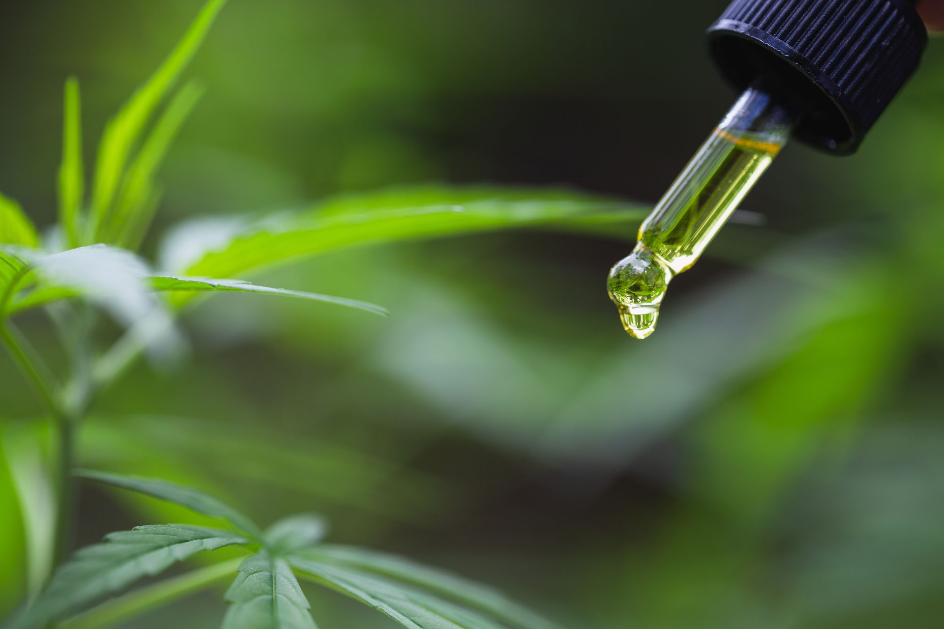 Clear dropper dispensing golden oil, with cannabis plant in background.