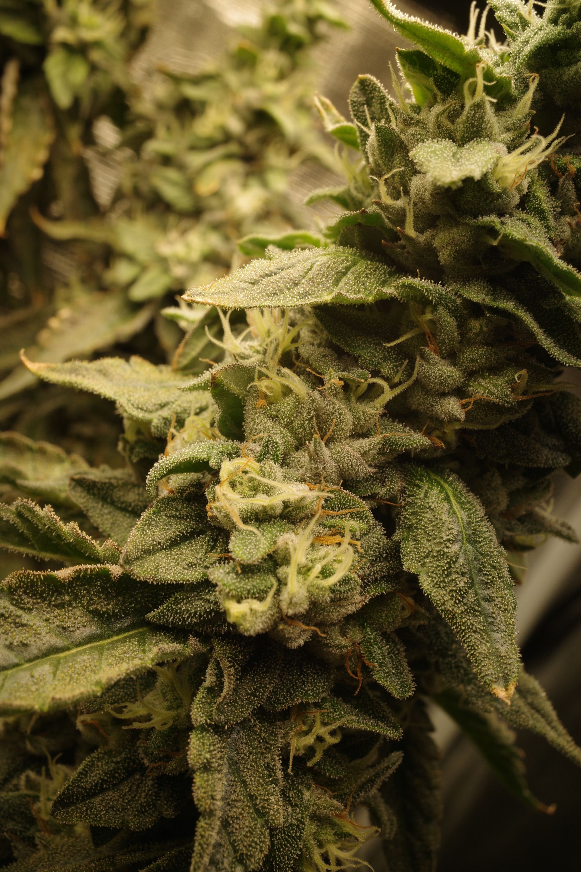 Close-up of cannabis bud covered in trichomes, with green leaves and white hairs.