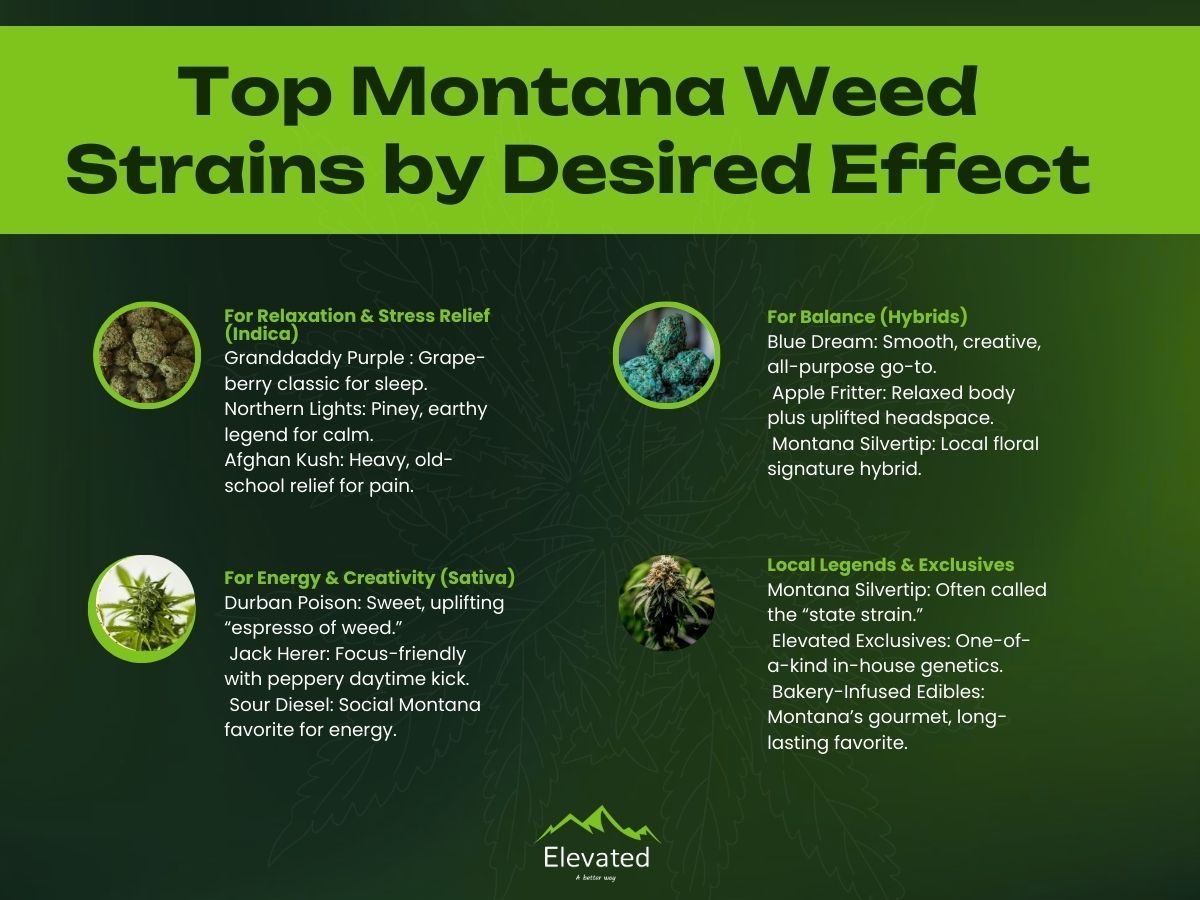Infographic of top Montana weed strains by desired effect, green and black text.