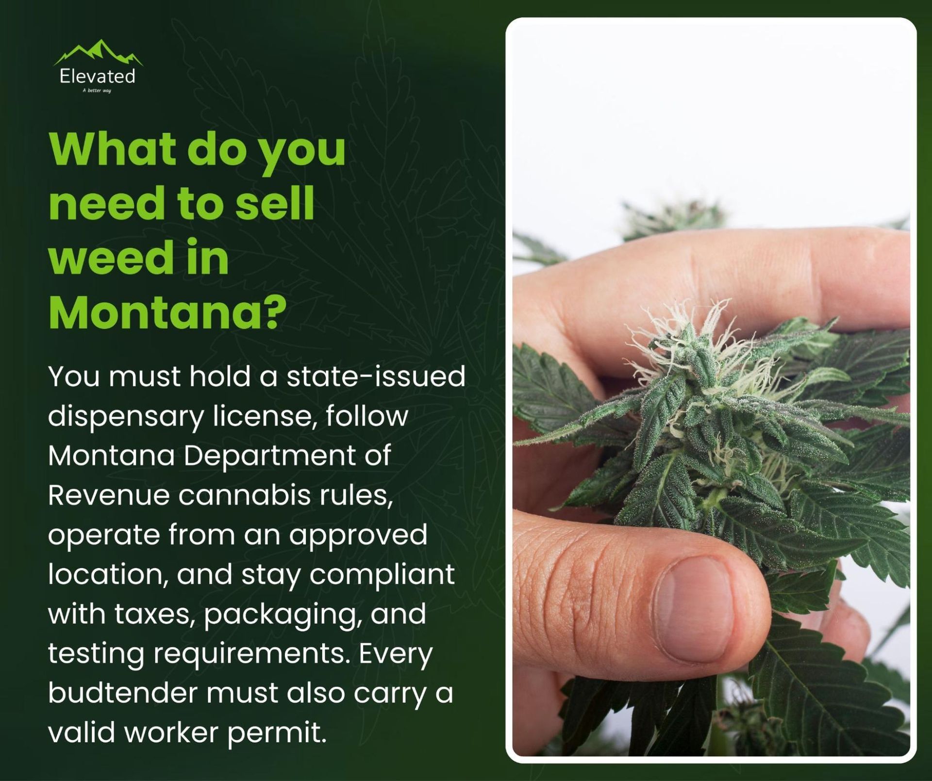 A hand holding cannabis bud, with text: How to sell weed in Montana - requires license, rules, and compliance.