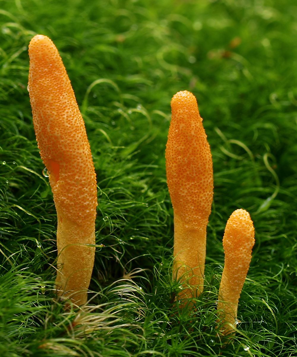 Codyeps Militaris