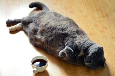 obese cat and food bowl