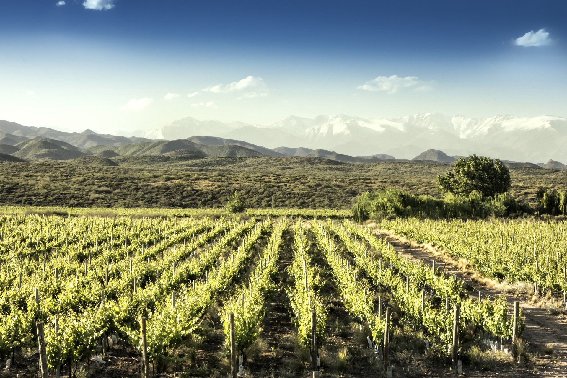 pali di castagno per vigneti