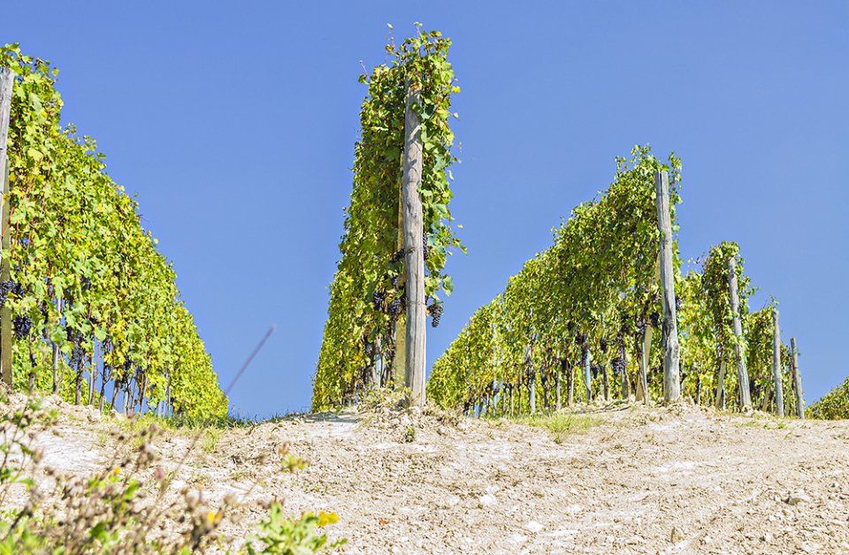 pali per vigneti
