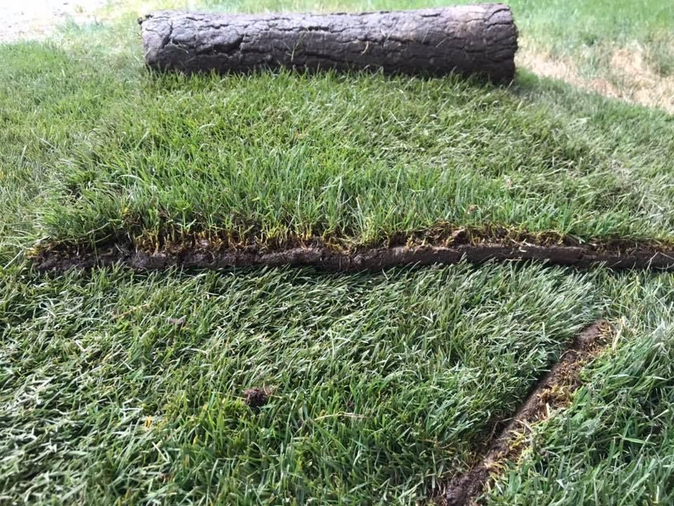 A log is laying on top of a lush green lawn.