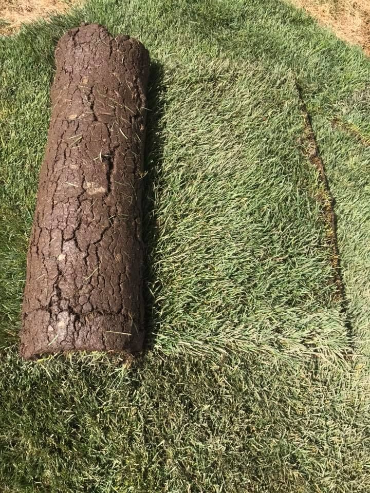 A log is laying on top of a pile of grass.