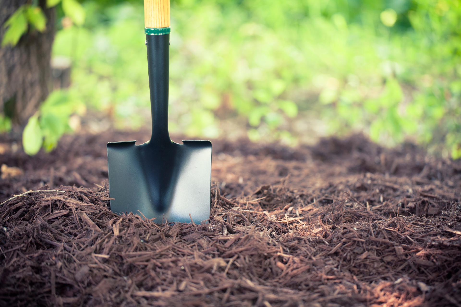 Shovel stuck in dark soil in a garden, with green plants blurred in the background