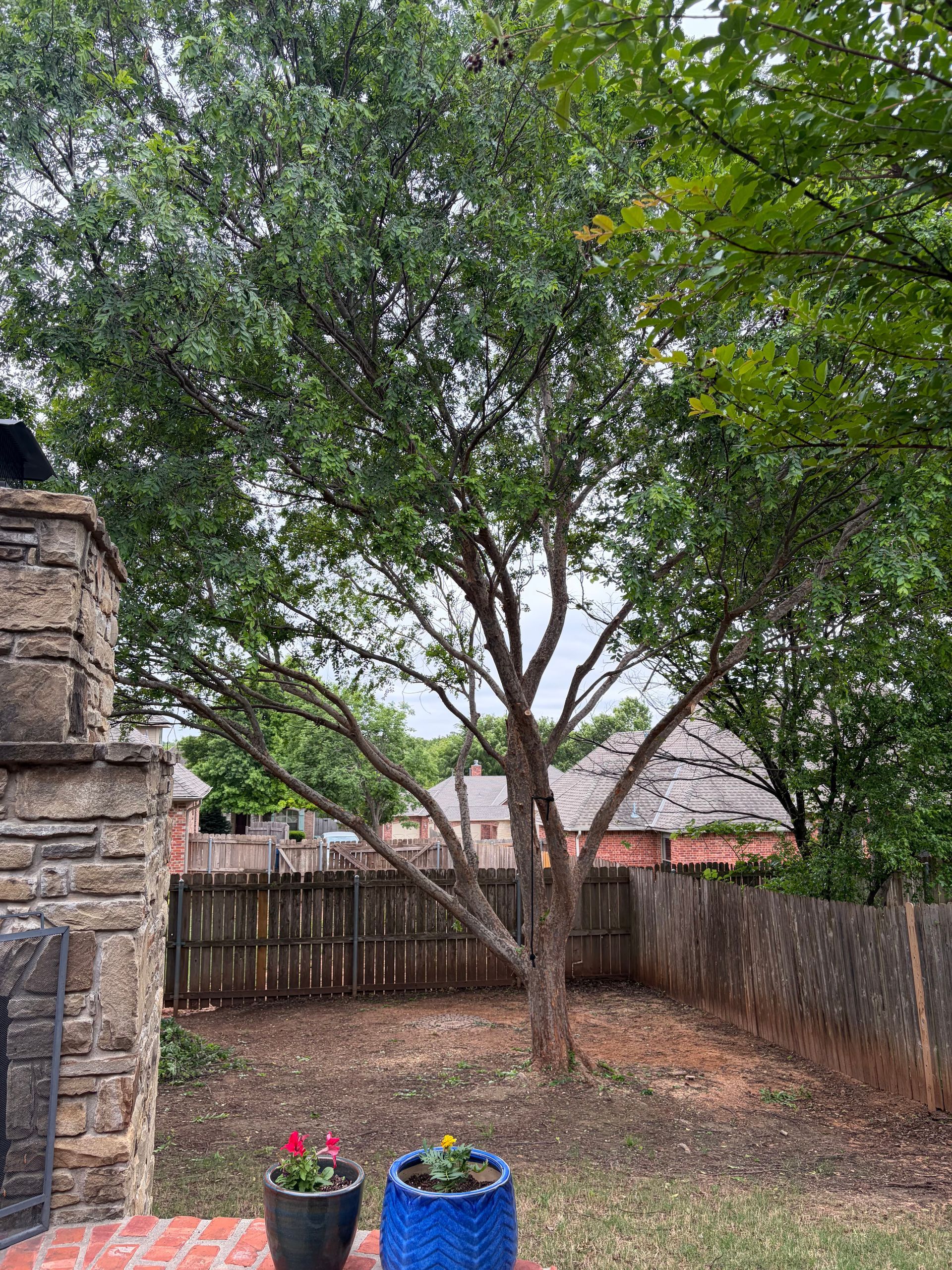 Backyard with a leafy tree, wooden fence, stone wall, and two blue flower pots on a patio area