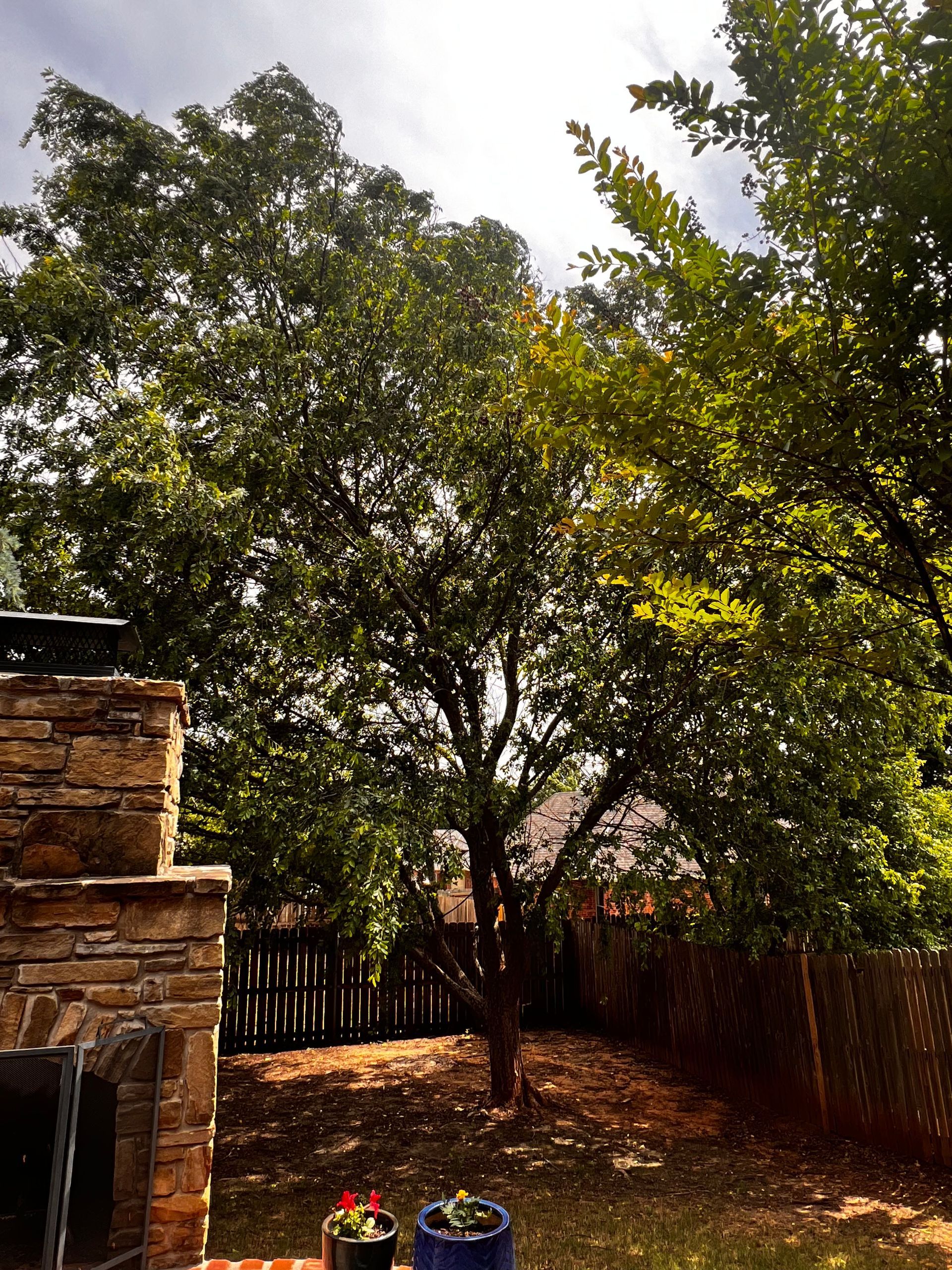 Backyard with tall trees, wooden fence, stone fireplace, and potted flowers in sunlight