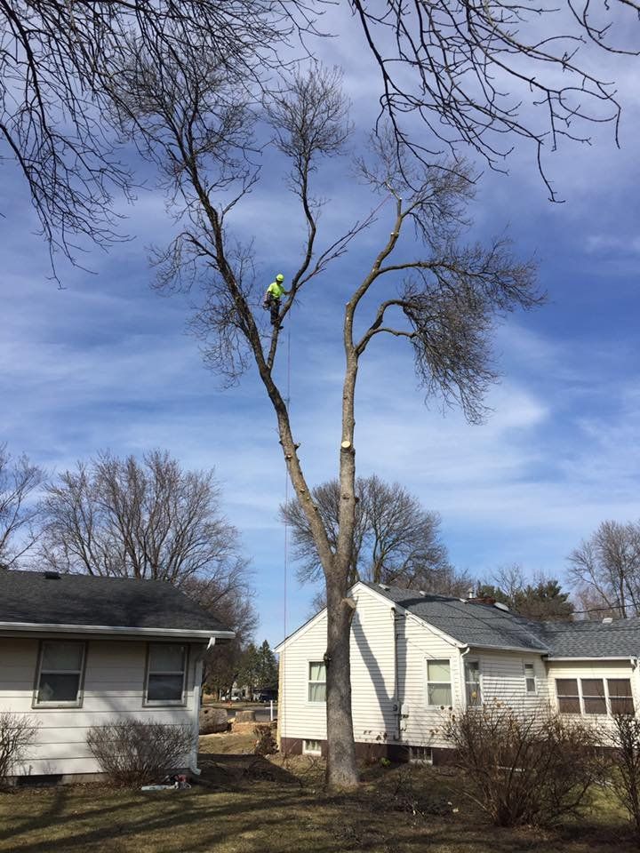 Worker in a tree trimming branches above two houses on a clear day