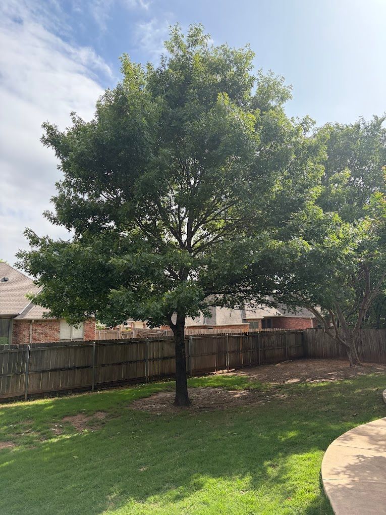 Large leafy tree in a grassy backyard beside a wooden fence and houses, with a sunny sky overhead