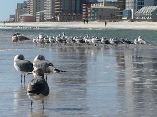 Sand pipers on beach at Gulf Shores