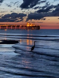 Blue Heron standing in the water near Gulf Shores pier at sunrise