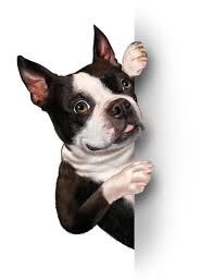 Perro Boston Terrier asomándose desde detrás de una superficie blanca, con aspecto curioso.