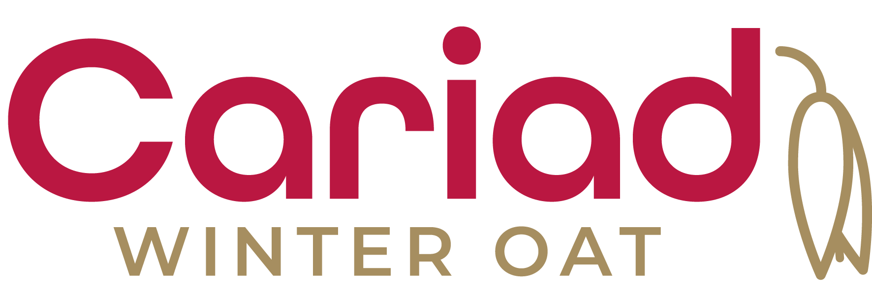 Mascani winter oat