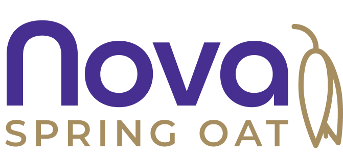 Conway spring oat
