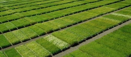 Trial Seed
