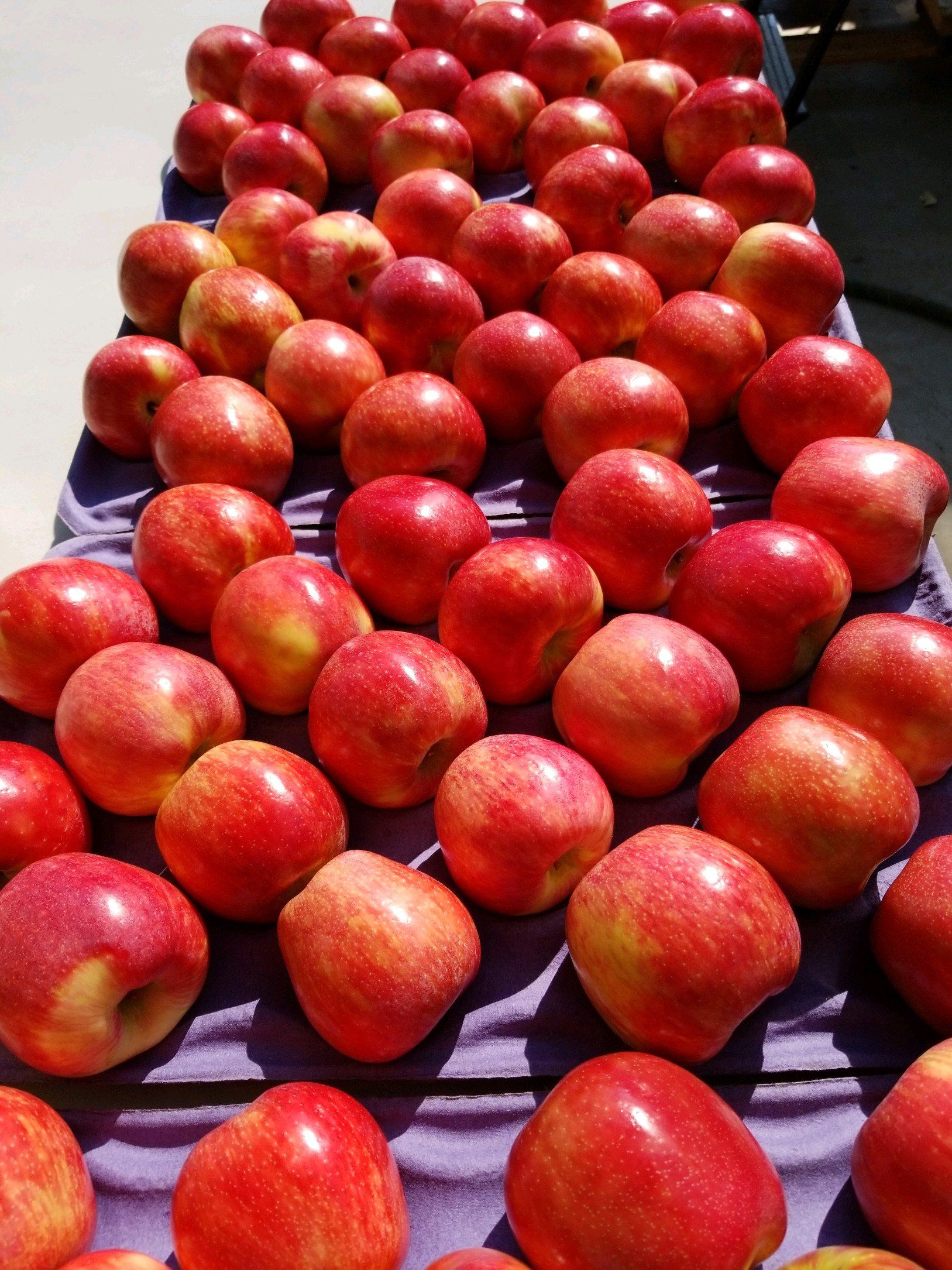 Real Honey Crisp apples are all Red