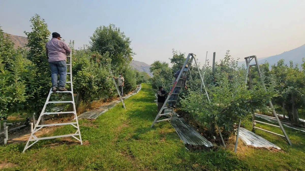 Harvest