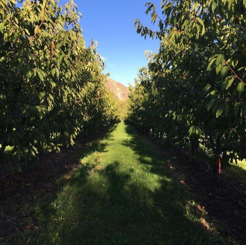 Orchard