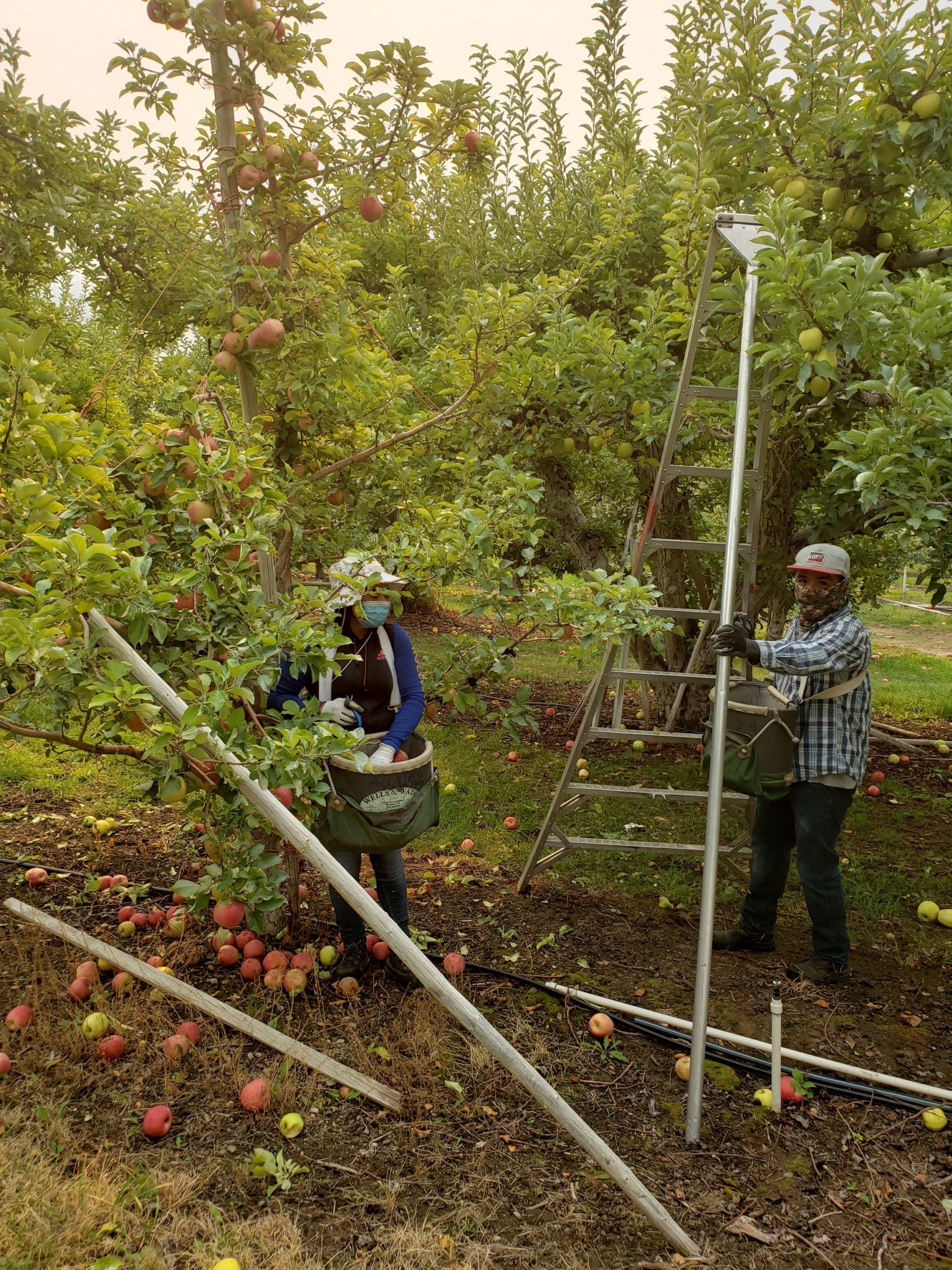Harvest