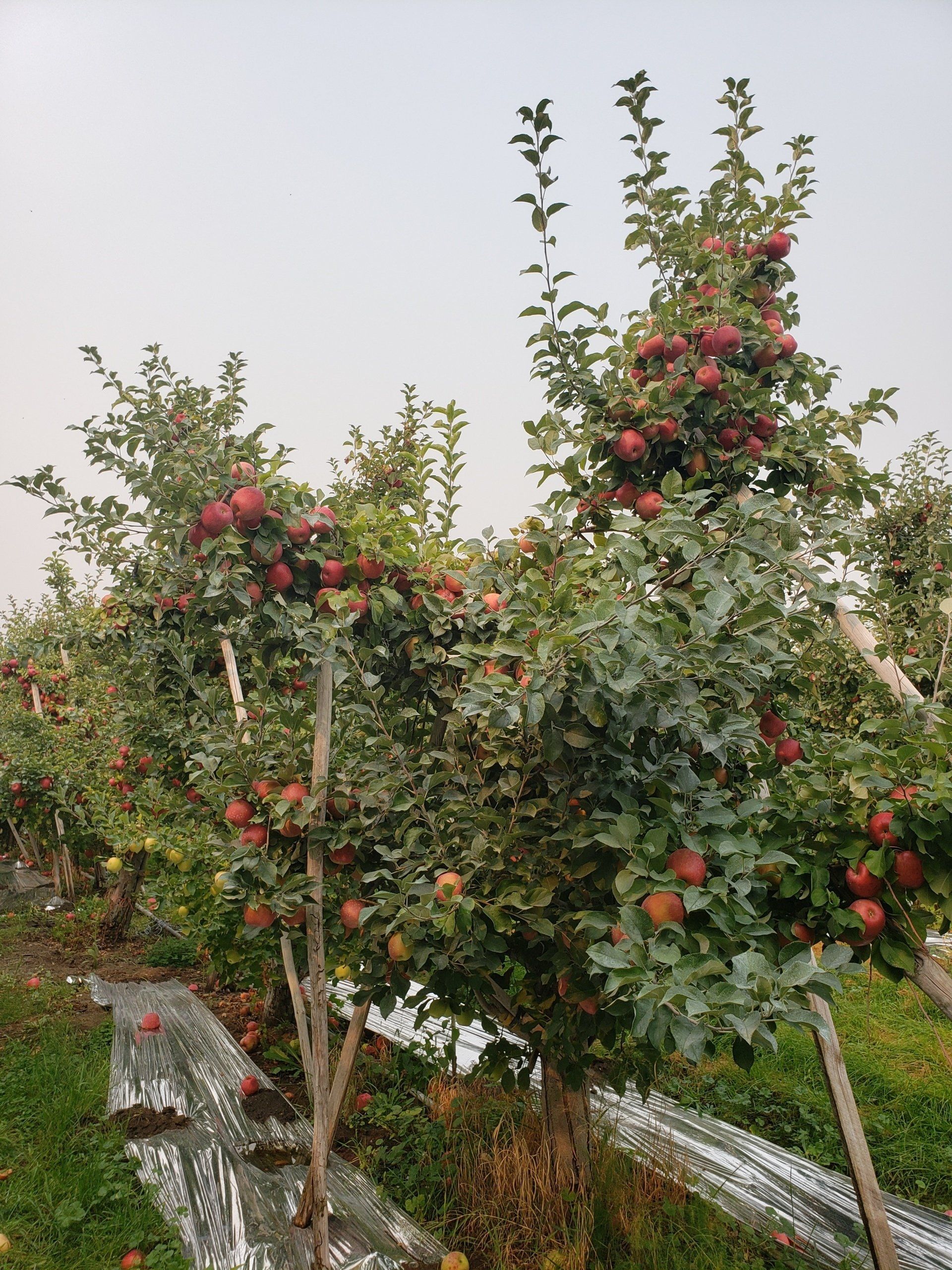 Honeycrisp apple before harvest