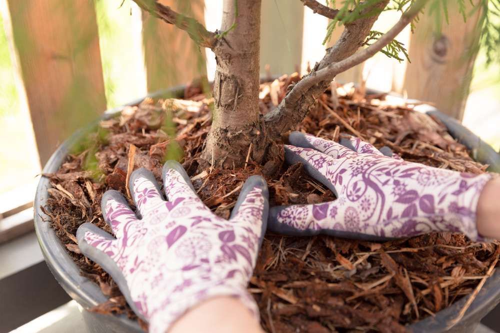 A Person Wearing Purple Gloves Is Planting A Tree In A Pot — HKL Landscape Supplies in Old Bar, NSW