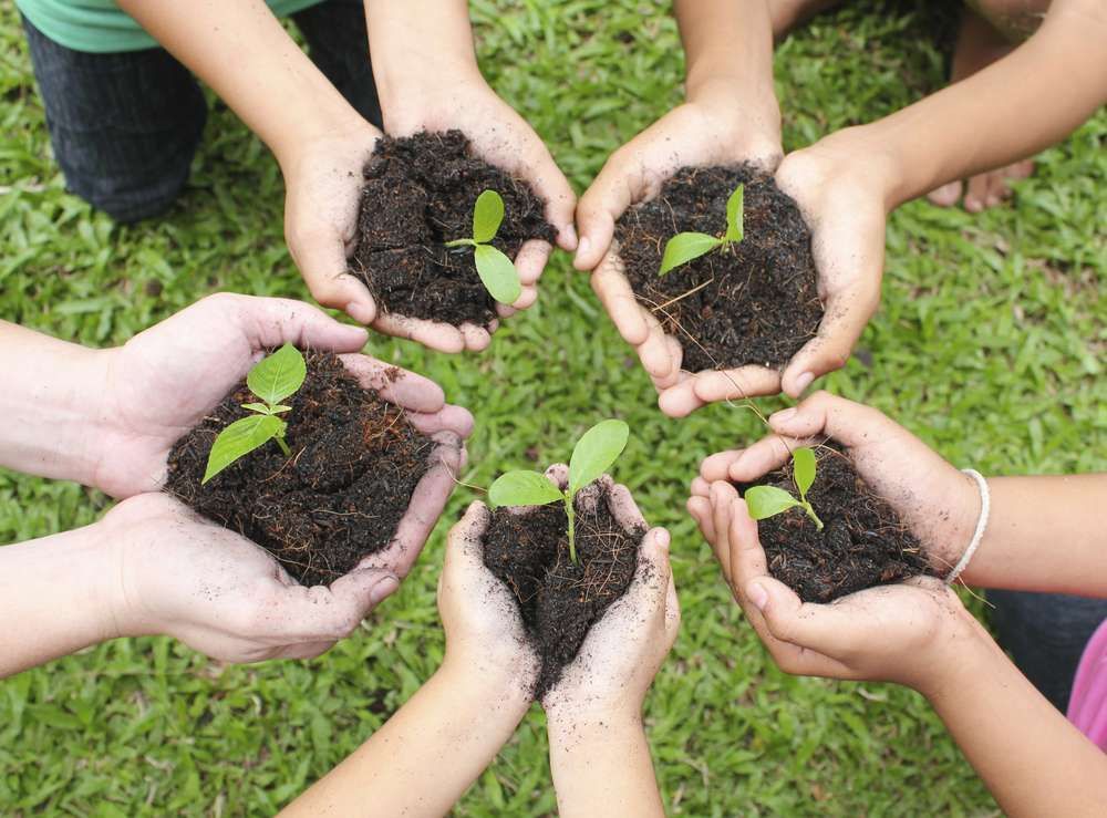 A Group Of People Are Holding Small Plants In Their Hands — HKL Landscape Supplies in Tuncurry, NSW 