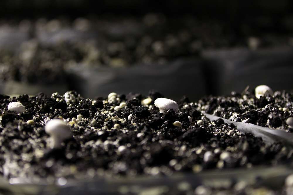 A Close Up Of A Pile Of Dirt With Mushrooms Growing Out Of It — HKL Landscape Supplies in Gloucester, NSW