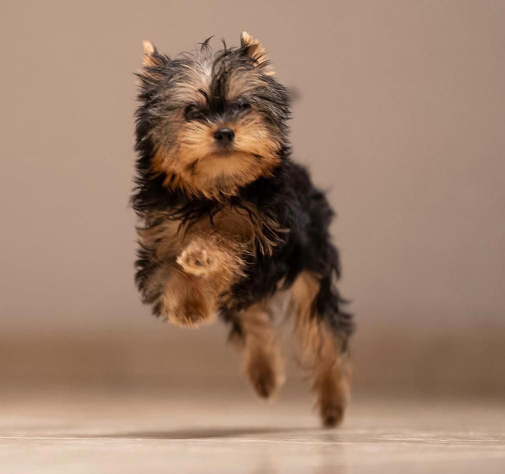 cachorro yorkshire en venta