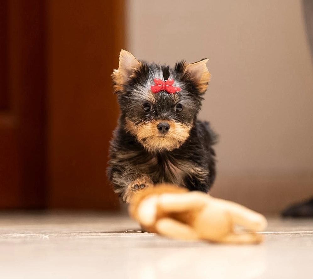 cachorro yorkshire en venta