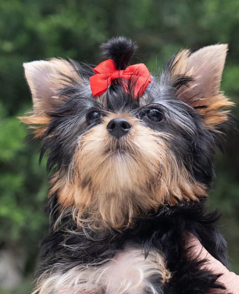 cachorro yorkshire en venta