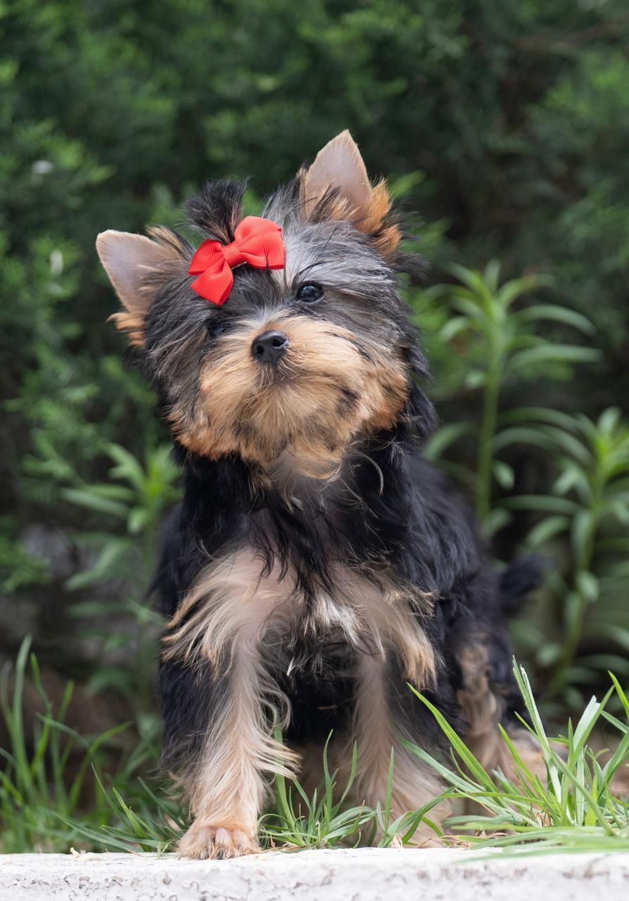 cachorro yorkshire en venta