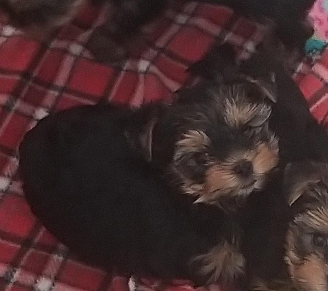 cachorros yorkshire en venta