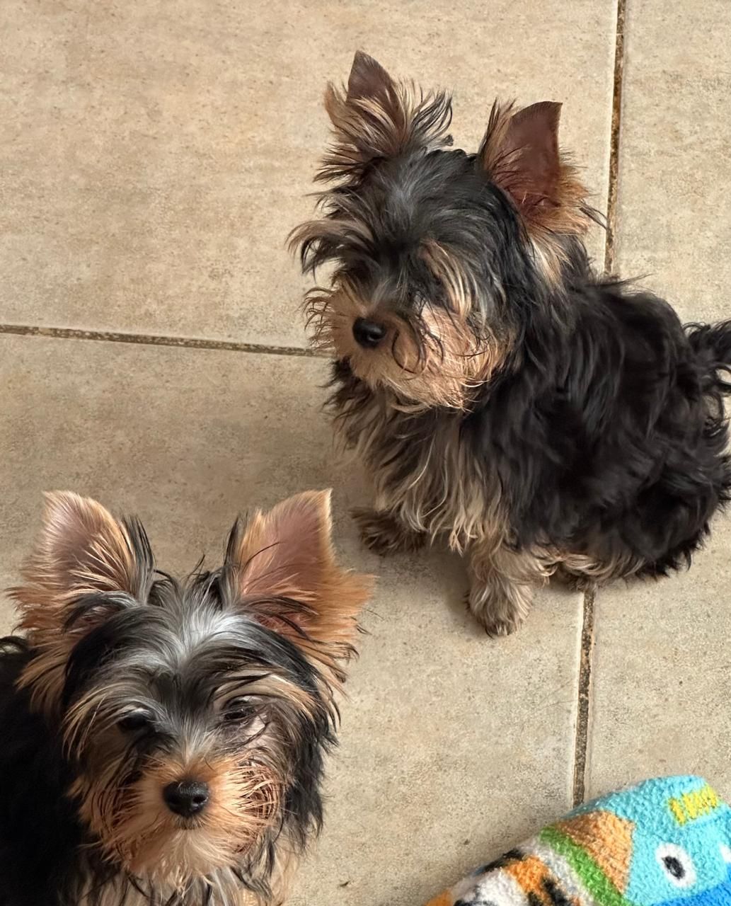 yorkie en venta