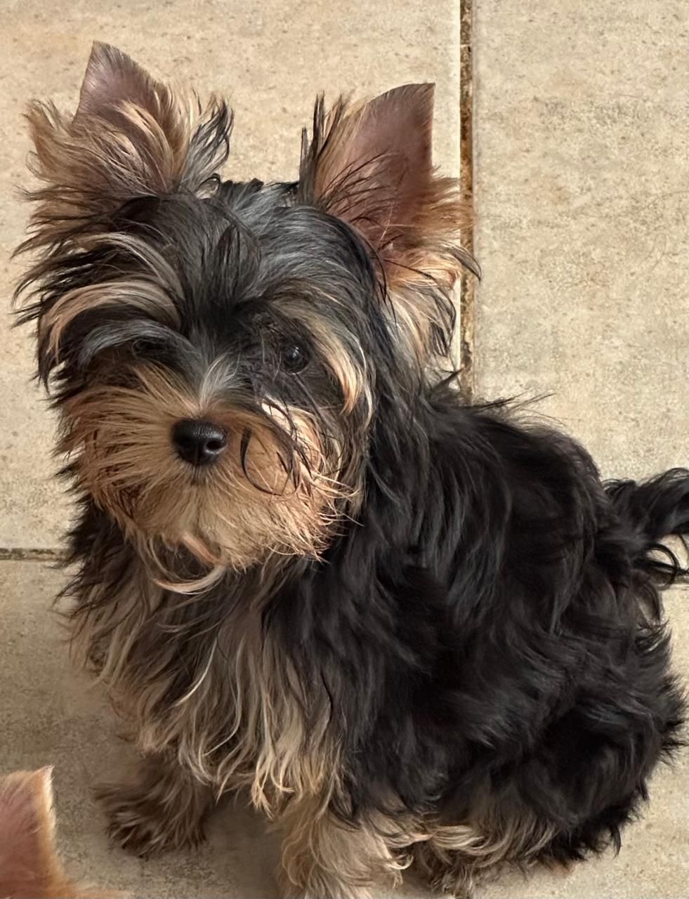 yorkie en venta