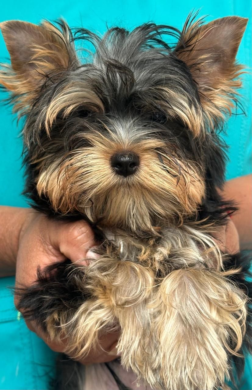 yorkie en venta