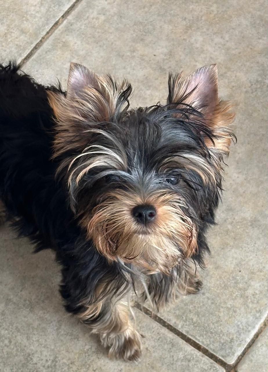 yorkie en venta