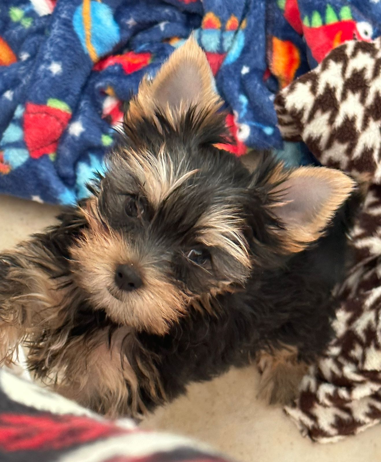 cachorro yorkshire en venta