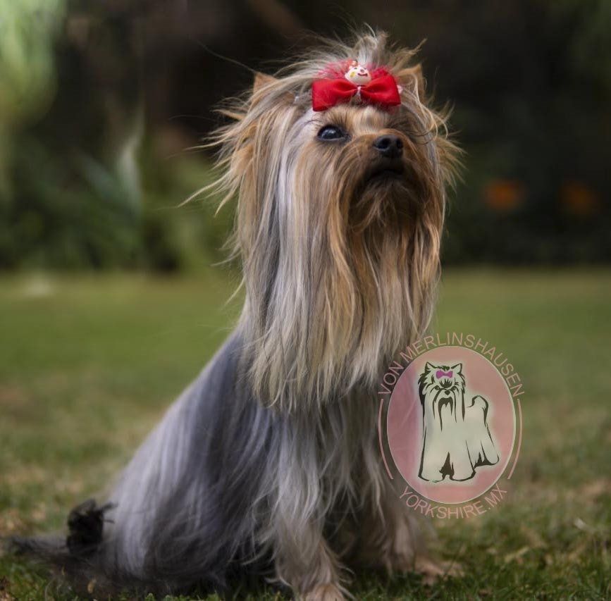 cachorros yorkie en venta