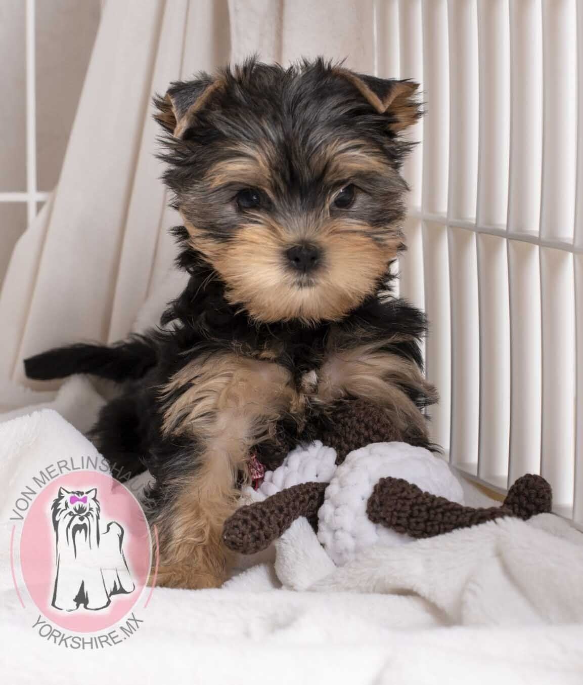 cachorro yorkshire en venta