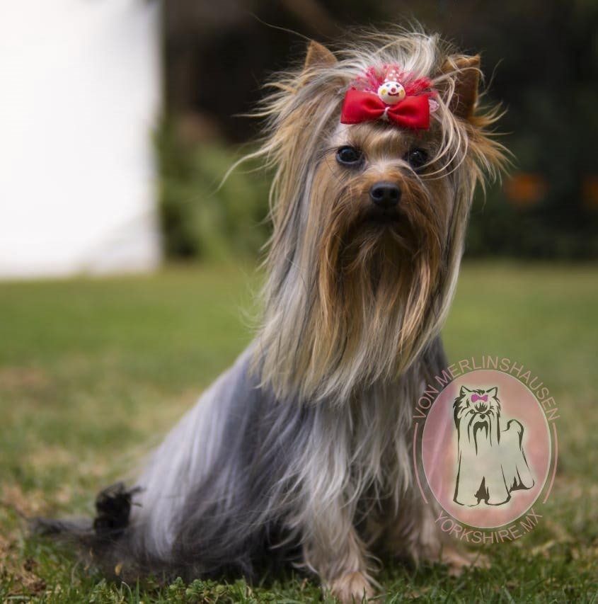 cachorros yorkie en venta