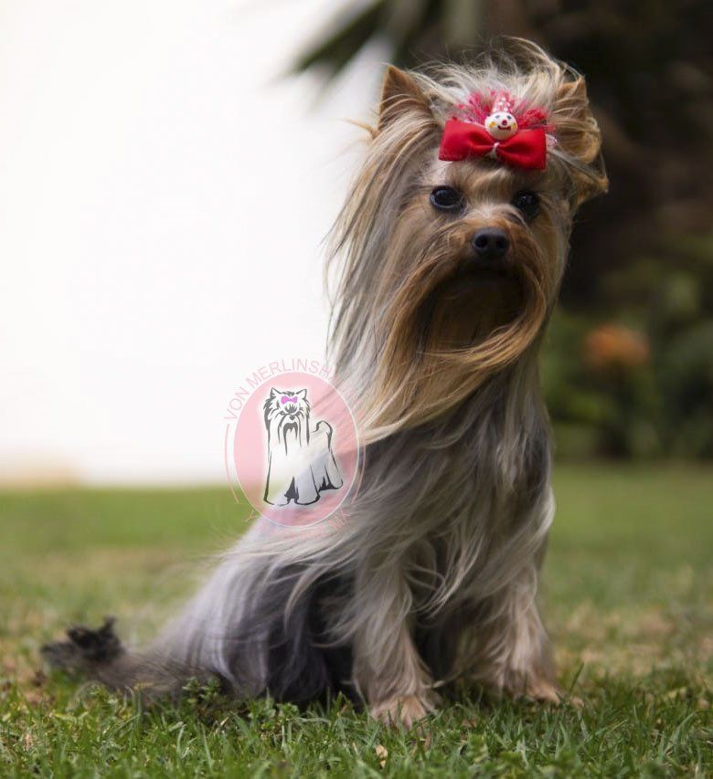 cachorros yorkie en venta