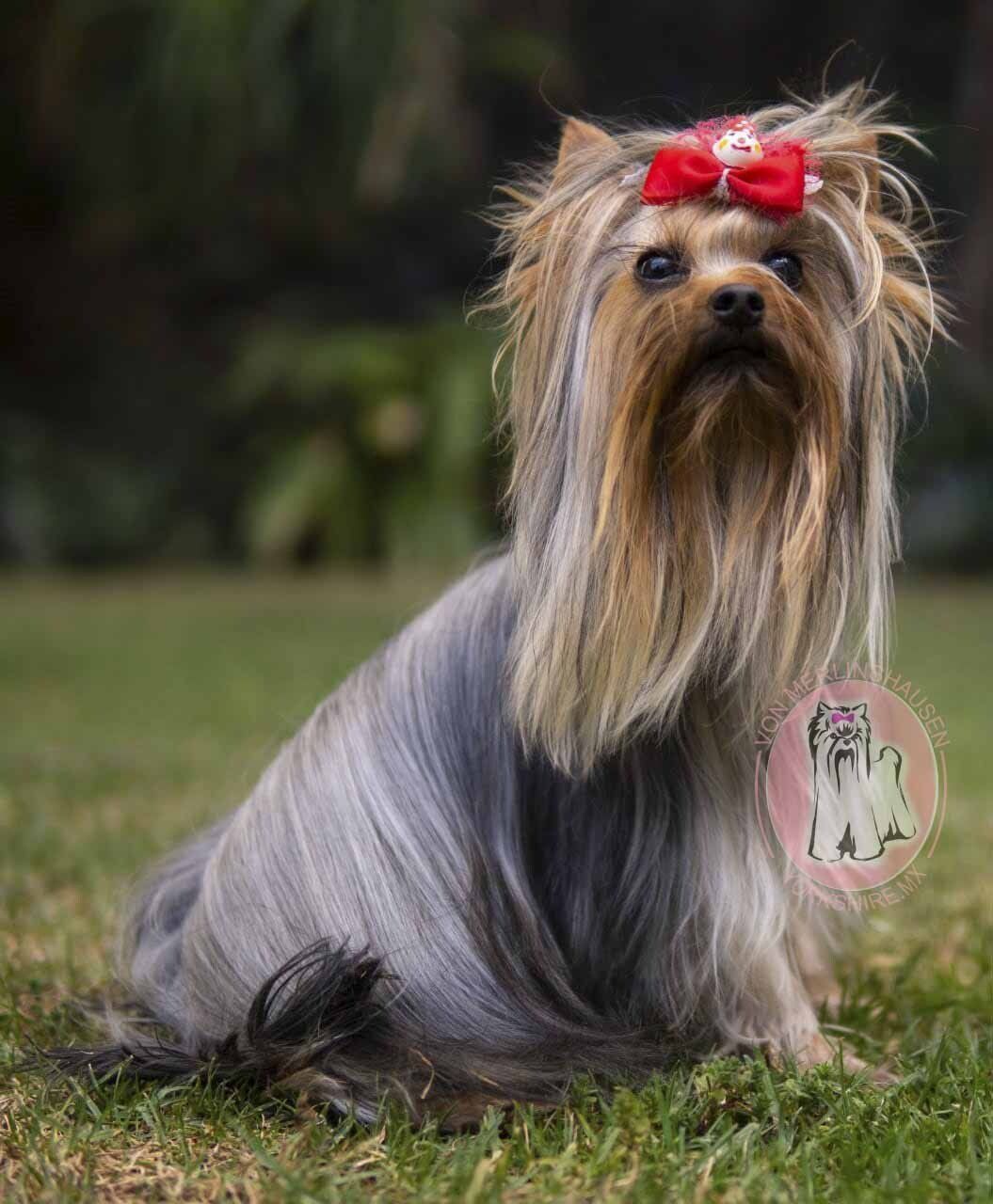 cachorros yorkie en venta