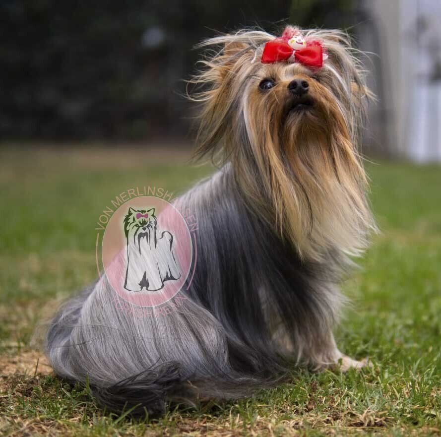 cachorros yorkie en venta